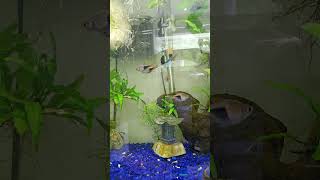 Rasbora Care Guide [upl. by Ydnir229]