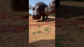 Up close with two GIANT hippos eating juicy watermelon wildlife WerribeeOpenRangeZoo hippo [upl. by Parke]