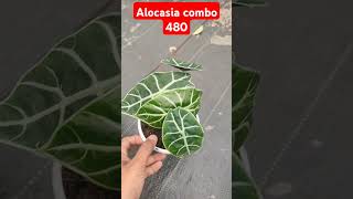 alocasia 9633323975watsoniana parasol indoorplantnursery youtubeshorts viralvideo [upl. by Nylhsa351]