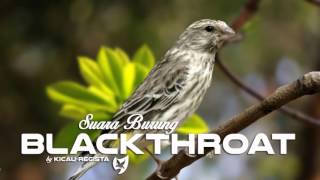 Serinus Atrogularis  The Blackthroat Bird  Singing  Burung Blackthroat Gacor [upl. by Tuchman138]