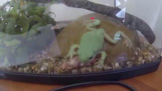 Green Tree Frog eats mouse [upl. by Schaffer]