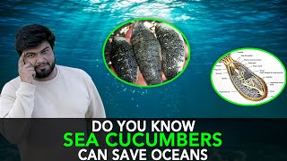 Do You Know Sea Cucumbers Can Save Oceans  Anuj Ramatri  An EcoFreak [upl. by Assisi]