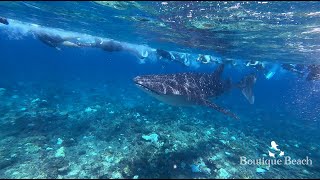 050624  Whale Shark Dives at Lux Beyru amp Maamigili Corner near Dhigurah  South Ari Maldives [upl. by Doomham875]