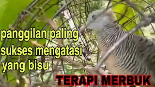 Merbuk Betina Paling Ampuh Memanggil Jantan [upl. by Holmes636]