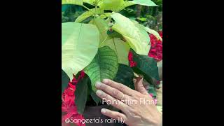 How the leaves of Poinsettia Plant changes its colour [upl. by Eimmelc]