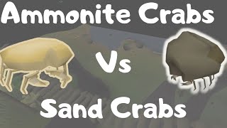 Ammonite Crabs Vs Sand Crabs [upl. by Mareld172]