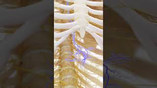 The vagus nerve meded anatomy 3dmodel [upl. by Floro]