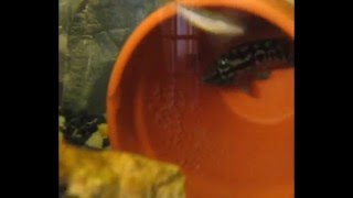 Salvini Cichlid Fry [upl. by Edlitam]