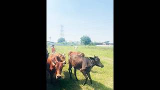 Jai gau Mata 🙏like comments subscribe viralvideo please 🙏🙏🙏❤️ [upl. by Marigolda]