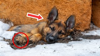 Officer Rescued Freezing Puppy From Dumpster Years Later The Dogs Actions LEFT THE ENTIRE CITY [upl. by Sivi]