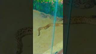 Kanpur Zoological Park  i see snake  King cobra vs Anaconda [upl. by Oriole]