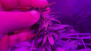 Making auto fem seeds with colodial silver update [upl. by Ellicott865]