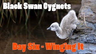 Black Swan Cygnets in Dawlish  Day 6 [upl. by Norword781]