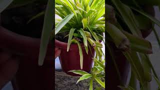 Spider plant shortvideo viralvideo [upl. by Lederer]