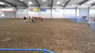 Competitors walk their horses out for the aged gelding halter class competition part of the LoganC [upl. by Swart915]