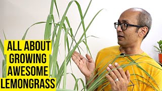 Grow Awesome Lemongrass Plant in Pots at Home  Lemongrass Care Tips  Lemongrass Growing Guide [upl. by Early]