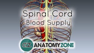 Spinal Cord Anatomy  Blood Supply  3D Anatomy Tutorial [upl. by Nazar]