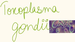 Toxoplasma gondii [upl. by Edras]