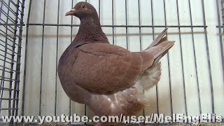 Pigeon Texan récessif  Texaner Taube  Texano  BullylesMines 2023 [upl. by Dominga]