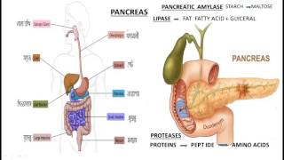 Human Digestive System in Bengali [upl. by Enylcaj]