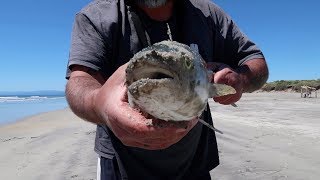 Wild Oysters Whitebait Smoked Fish Catch and Cook EPIC EATING [upl. by Nahgaem518]