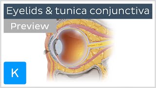 Eyelids and tunica conjunctiva preview  Human Anatomy  Kenhub [upl. by Ennasus]