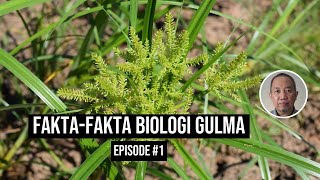 Faktafakta biologi gulma episode 1 [upl. by Keith]