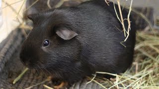 Knowing your Guinea Pigs Poop Identity [upl. by Tnattirb526]