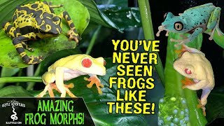 AMAZING FROG MORPHS OF RAINFOREST JUNKYS  FROG BREEDING AND CARE [upl. by Slavic]