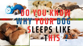 DO YOU KNOW WHY YOUR DOG SLEEPS LIKE THIS [upl. by Jordon611]