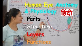 Human Eye Anatomy amp Physiology in Hindi  Structure  Parts  Functions  Rods amp Cones [upl. by Leahcym]