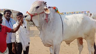 ongole cattles price in pebbair marketpebbair videosbulls marketpebbair marketoxenoxbullox ox [upl. by Lyudmila]