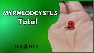 🚩MYRMECOCYSTUS la mudanza EPICA Myrmecosystus Placodops AGARRANDO REPLETOS [upl. by Anehsak]