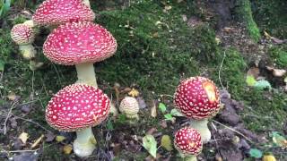 Amanita muscaria The Fly Agaric [upl. by Bartholemy]