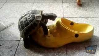 Turtles vs Shoes Compilation [upl. by Torrin]