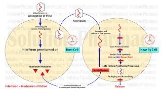 Antiviral Drug  Interferon  Anti Hepatitis C Virus Drug  Mechanism of Action of Interferon Drug [upl. by Netti]