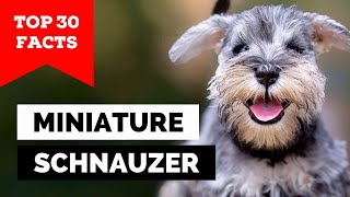 99 of Miniature Schnauzer Owners Dont Know This [upl. by Hillell]