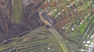 Diwali greetings from majestic royal SHIKRA Tachyspiza badia or Accipiter badius in Mapusa [upl. by Reidid]