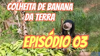 Colheita de banana da terra  Episódio 03  Coisas do Nordeste [upl. by Boorman5]