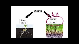 Grade 3  are stems  roots and leaves the same [upl. by Aleehs]