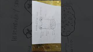 Diagram of herdmaniaseasquirt herdmaniaseasquirt diagramofherdmania easydiagramcephalochordata [upl. by Dulcle]