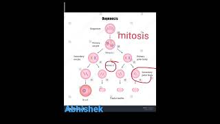 oogenesis gametogenesisand embryology [upl. by Ameen142]