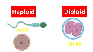 Haploid vs Diploid Cell for beginners  Difference between Haploid and Diploid Cell [upl. by Eetnwahs]