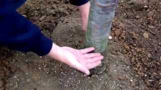 Planting cherry trees  landscaping tips on properly planting and mulching your investments [upl. by Slaughter]