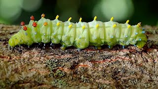 Giant Cecropia Caterpillar [upl. by Diann310]