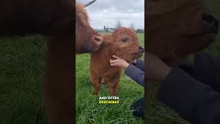 These mini cows are the size of a regular farm dog [upl. by Edina907]