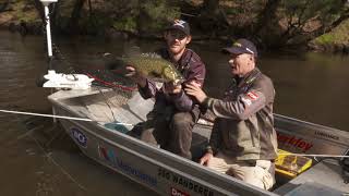 Gwydir River Murray cod [upl. by Martelli]