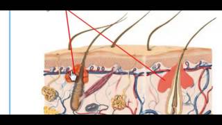 The Human Integumentary System [upl. by Bower]