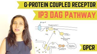 IP3 DAG PATHWAY  GPROTEIN COUPLED RECEPTOR GPCR [upl. by Nigen409]