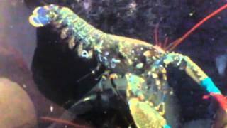 European Lobster Hatching Eggs at the National Lobster Hatchery [upl. by Prisca]